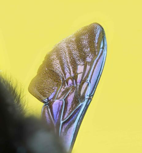Réf. 354 500 : Xylocopa violacea